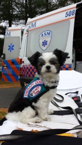 Gizmo the Therapy Dog Talks Up ASM at Crestfield Health Fair